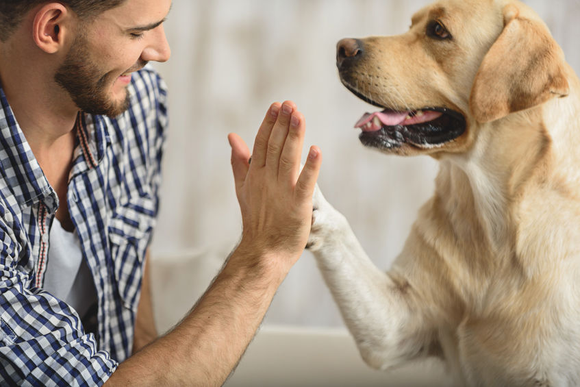 Bien vivre en ville avec son chien