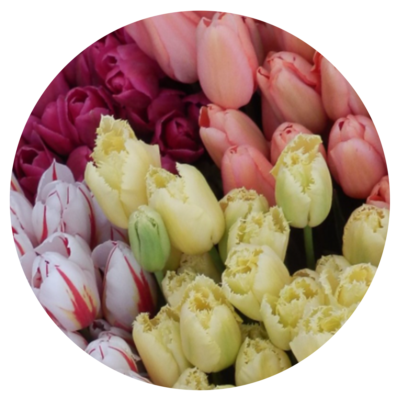 tulipes